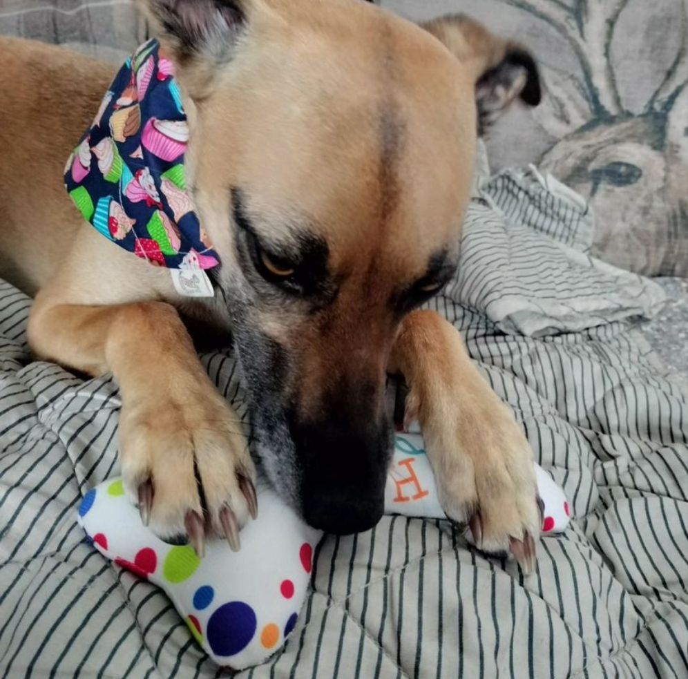 The Birthday Dog Box & Bandana 🥳