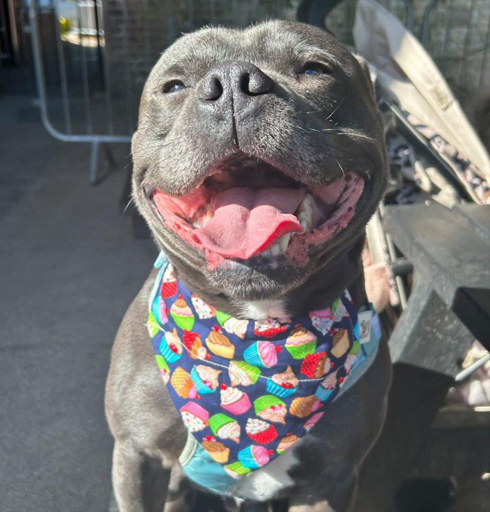 The Birthday Dog Box & Bandana 🥳