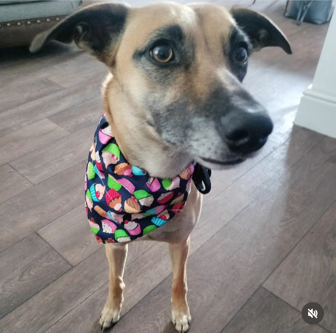 The Birthday Dog Box & Bandana 🥳